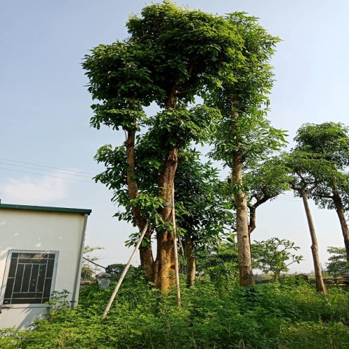 Cây Sang ĐKG >40cm