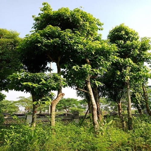 Cây Sang ĐKG 20-25cm