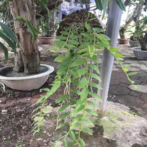 Hoa Lan Phi điệp