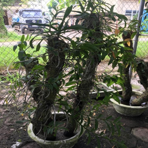 Phi điệp ghép gỗ chậu